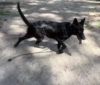 Storm AKC German Shepherd , a female German Shepherd Dog for sale in The Villages, FL – 1 of 7