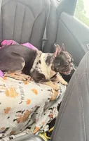 Laila lilac & fawn, a female French Bulldog for sale in The Villages, FL – 8 of 8