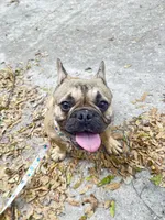 Bingo, a female French Bulldog for sale in Ocala, FL – Photo 2 of 6