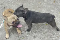 Bingo, a female French Bulldog for sale in Ocala, FL – Photo 4 of 6