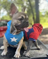 Bingo, a female French Bulldog for sale in Ocala, FL – Photo 6 of 6