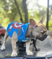 Bingo, a female French Bulldog for sale in Ocala, FL – Photo 5 of 6