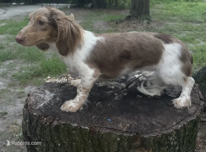 Hazel litter due this summer! – Miniature Dachshund puppy for sale in The Villages, FL