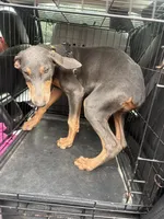 REX 850 OBO, a female Doberman Pinscher for sale in The Villages, FL – 2 of 3