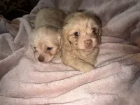 Betty light golden , a female Shih Tzu and Miniature Dachshund for sale in The Villages, FL – 3 of 7