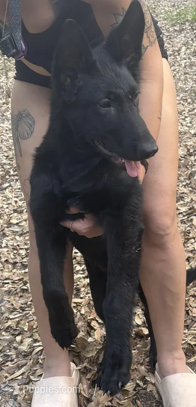 Tina – German Shepherd Dog puppy for sale in Ocala, FL