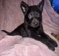 Tina, a male German Shepherd Dog for sale in Ocala, FL – Photo 1 of 3