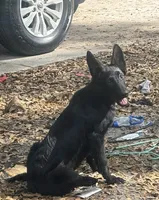 Tina, a male German Shepherd Dog for sale in Ocala, FL – Photo 2 of 3