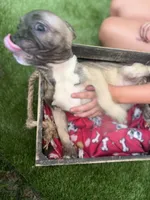 Fiona fawn girl , a female French Bulldog for sale in Ocala, FL – 3 of 7