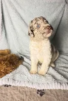 Merlin chocolate Merle (BLUE EYES) $1250, a male Poodle - Multi-Colored Standard and Pyredoodle for sale in The Villages, FL – 2 of 3