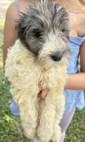 Sadie Merle parti color $650, a female Poodle - Multi-Colored Standard and Pyredoodle for sale in The Villages, FL – 5 of 5