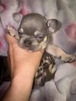 Laila lilac & fawn, a female French Bulldog for sale in The Villages, FL – 2 of 8