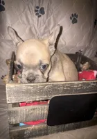 Blue fawn girl , a female French Bulldog for sale in The Villages, FL – 2 of 4