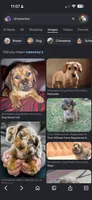 Betty light golden , a female Shih Tzu and Miniature Dachshund for sale in The Villages, FL – 3 of 5