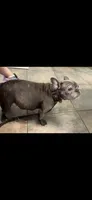 LARRY LILAC BRINDLE, a male French Bulldog for sale in The Villages, FL – 4 of 7