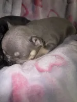 Laila lilac & fawn, a female French Bulldog for sale in The Villages, FL – 3 of 8