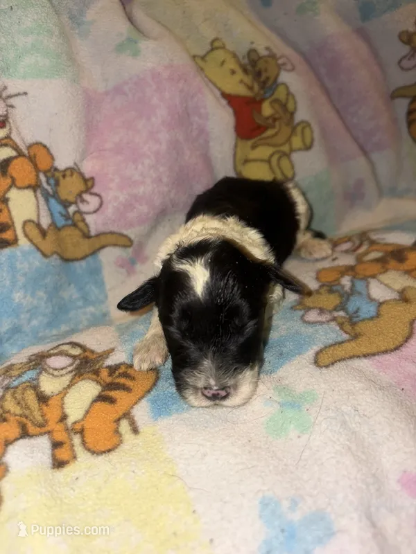 Jada black & white $1200 – Old English Sheepdog, Poodle - Multi-Colored Standard puppy for sale in The Villages, FL