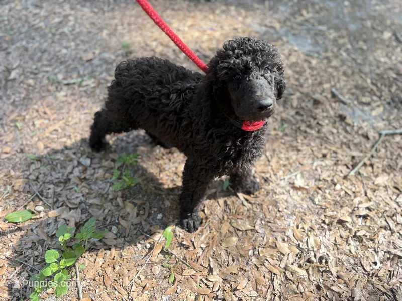 Onyx  – Poodle - Standard  puppy for sale in Ocala, FL