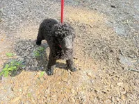 Onyx , a female Poodle - Standard  for sale in Ocala, FL – Photo 2 of 2
