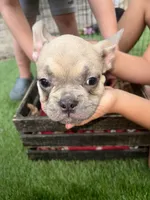 Sarah blue fawn, a female French Bulldog for sale in Ocala, FL – 1 of 4