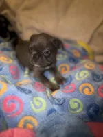 Gemma grey, a female French Bulldog for sale in The Villages, FL – 3 of 9