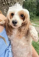 BUNNY miniature poodle $1250, a female German Shepherd Dog for sale in The Villages, FL – 5 of 6
