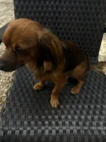 Chi Chi, a female Chihuahua and Miniature Dachshund for sale in Ocala, FL – Photo 5 of 5