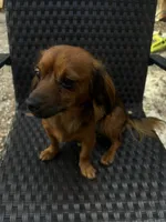 Chi Chi, a female Chihuahua and Miniature Dachshund for sale in Ocala, FL – Photo 1 of 5