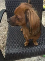 Chi Chi, a female Chihuahua and Miniature Dachshund for sale in Ocala, FL – Photo 2 of 5