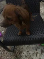 Chi Chi, a female Chihuahua and Miniature Dachshund for sale in Ocala, FL – Photo 4 of 5