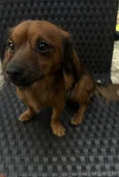 Chi Chi, a female Chihuahua and Miniature Dachshund for sale in Ocala, FL – Photo 3 of 5