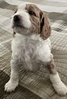 Sasha , a female Miniature Bernedoodle for sale in Greenfield, NH – 4 of 7