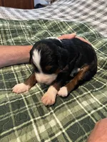 Cody, a male Miniature Bernedoodle for sale in Greenfield, NH – 3 of 3