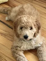 Coral , a female Miniature Bernedoodle for sale in Greenfield, NH – 2 of 3