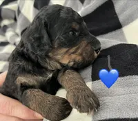 Miles, a male Miniature Bernedoodle for sale in Greenfield, NH – Photo 1 of 3