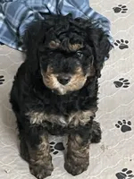 MILES. An INTROVERT 🩷 special needs discount , a male Miniature Bernedoodle for sale in Greenfield, NH – Photo 1 of 4
