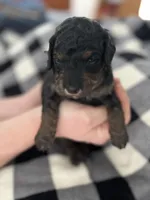 Miles, a male Miniature Bernedoodle for sale in Greenfield, NH – Photo 2 of 3