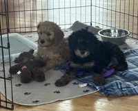 MILES. An INTROVERT 🩷 special needs discount , a male Miniature Bernedoodle for sale in Greenfield, NH – Photo 4 of 4