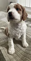 Sara, a female Miniature Bernedoodle for sale in Greenfield, NH – Photo 4 of 7