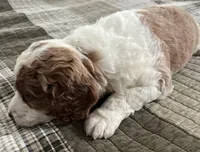 Sara, a female Miniature Bernedoodle for sale in Greenfield, NH – Photo 2 of 7