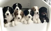 Sara, a female Miniature Bernedoodle for sale in Greenfield, NH – Photo 6 of 7