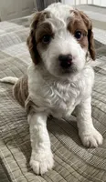 Sara, a female Miniature Bernedoodle for sale in Greenfield, NH – Photo 3 of 7