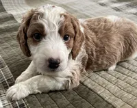 Sara, a female Miniature Bernedoodle for sale in Greenfield, NH – Photo 1 of 7