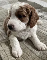 Sara, a female Miniature Bernedoodle for sale in Greenfield, NH – Photo 5 of 7