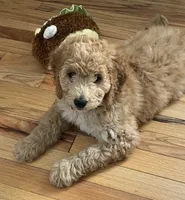 Coral , a female Miniature Bernedoodle for sale in Greenfield, NH – 3 of 3