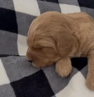 Momo, a male Miniature Bernedoodle for sale in Greenfield, NH – Photo 2 of 3