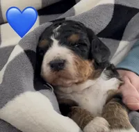 Max, a male Miniature Bernedoodle for sale in Greenfield, NH – Photo 1 of 3