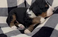 Max, a male Miniature Bernedoodle for sale in Greenfield, NH – Photo 2 of 3