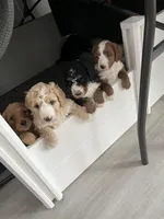 MARK , a male Miniature Bernedoodle for sale in Greenfield, NH – Photo 4 of 5