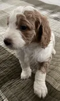 Sasha , a female Miniature Bernedoodle for sale in Greenfield, NH – 6 of 7